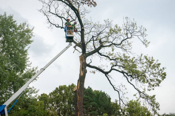 How Our Tree Care Process Works  in  Garland, TX