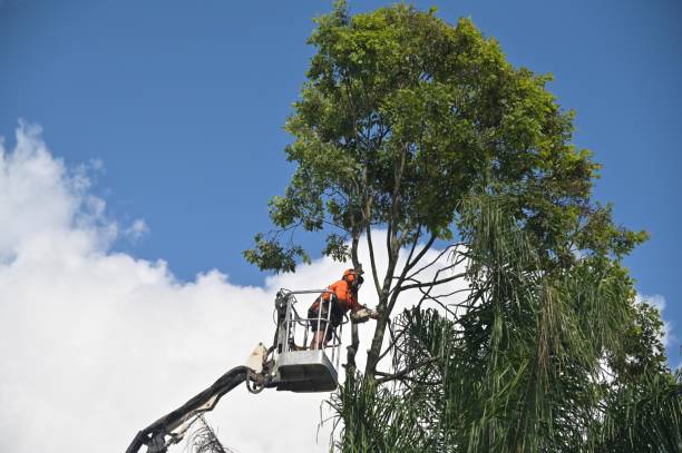 Professional Tree Services in Garland, TX